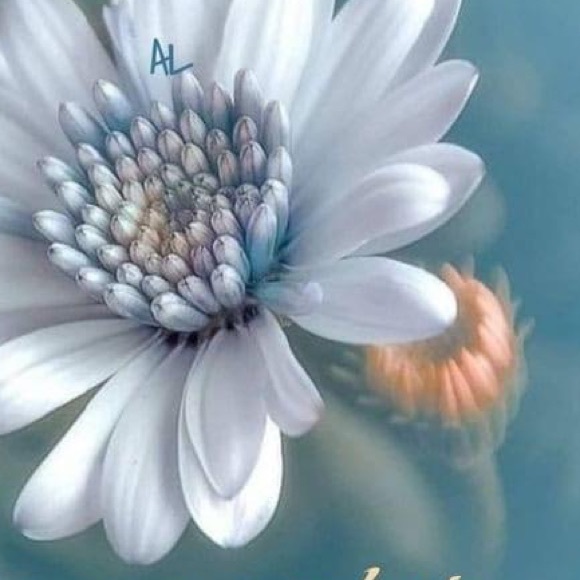 Meet your Posher, Rrosa - Picture 1 of 1